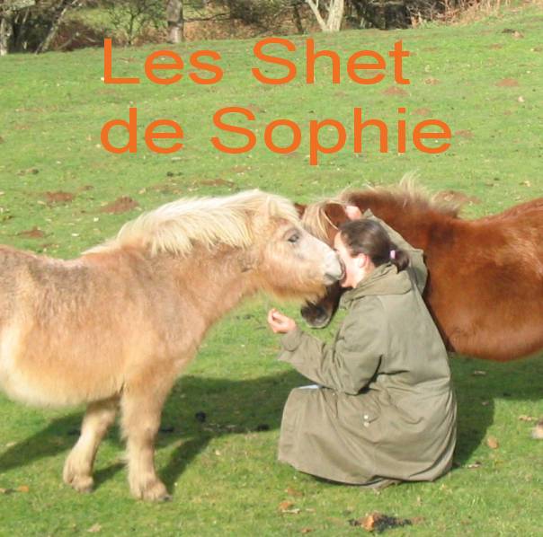poney Shetland