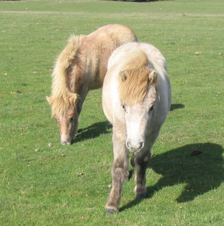 shetland