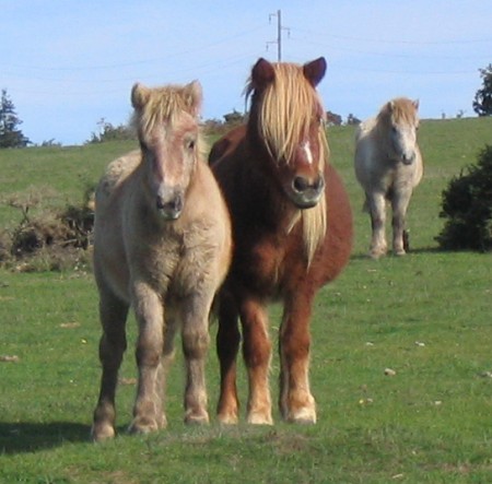 shetland