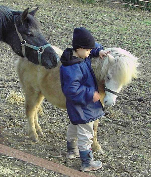 poney Shetland à vendre : Sweet 2006