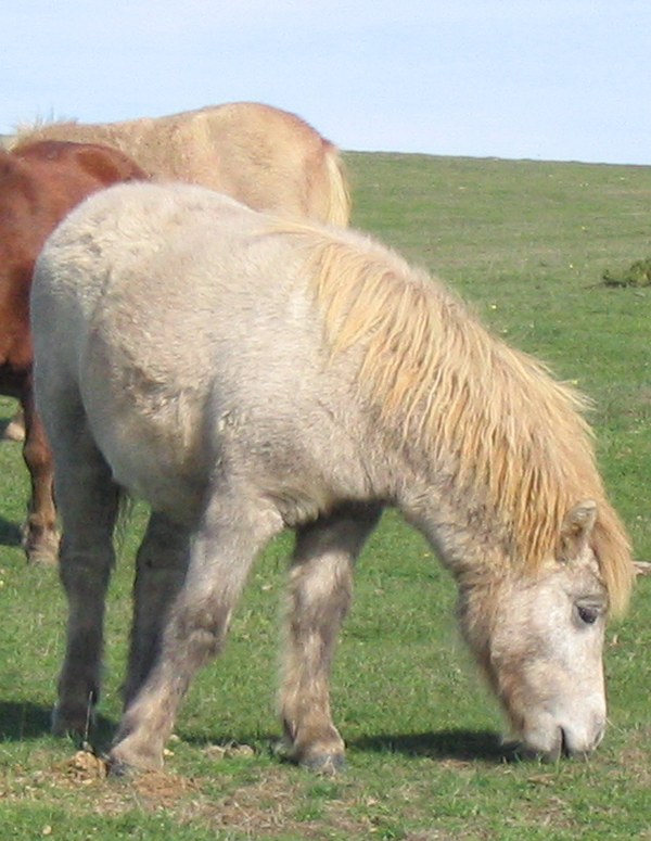 shetland